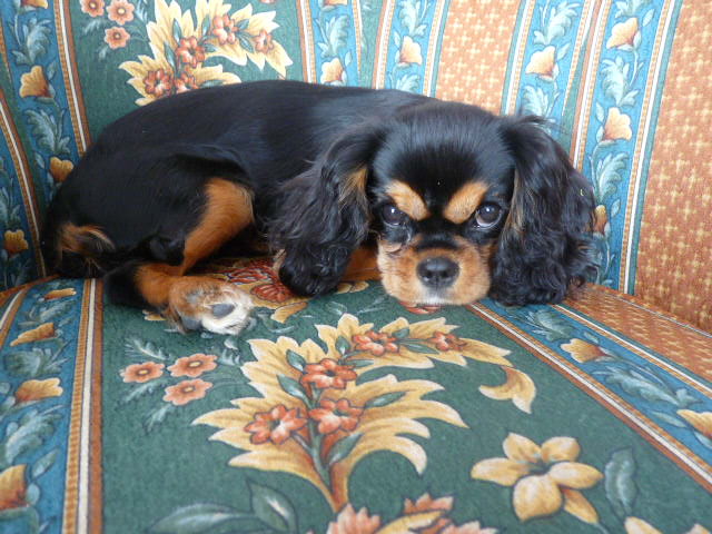 Cavalier king charles